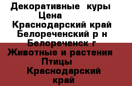 Декоративные  куры › Цена ­ 350 - Краснодарский край, Белореченский р-н, Белореченск г. Животные и растения » Птицы   . Краснодарский край